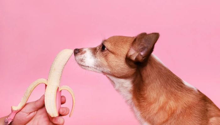 Cachorro pode comer banana? Especialistas respondem 